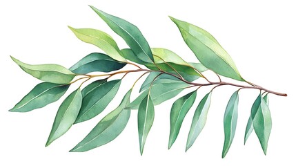 Poster - Eucalyptus branch watercolor illustration