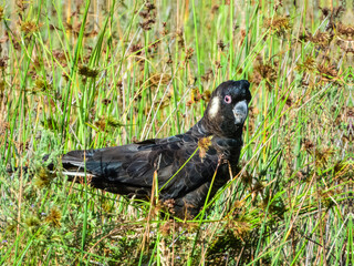 Wall Mural - Carnaby's Black-Cockatoo (Zanda latirostris) in Australia