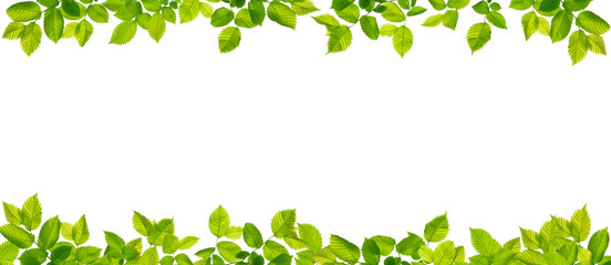 Wall Mural - green branch with leaves frame natural floral background isolated on transparent