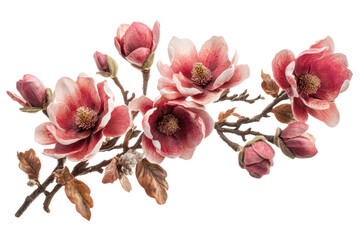 Wall Mural - A cluster of pink magnolia flowers and buds on a branch, showcasing the gentle curves and vivid colors of spring blossoms