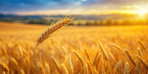 Poster - A Single Wheat Stalk in a Field of Gold, Bathed in the Warm Glow of a Sunset