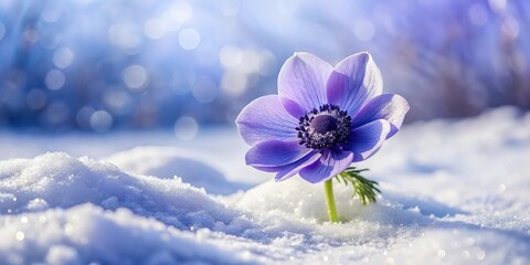 Aufkleber - A single purple flower emerges from the snow, a symbol of resilience and the promise of spring.