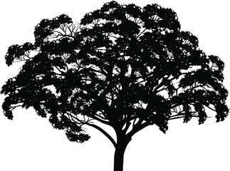 Wall Mural - black tree sketch isolated on white