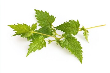 Poster - A single green plant with fresh leaves placed on a white surface