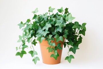 Poster - A small potted plant with lush green leaves sits on a white surface