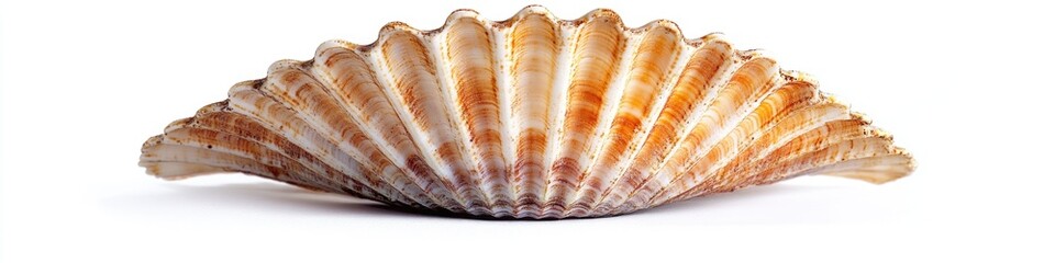 Poster - A close-up view of a shell on a white surface