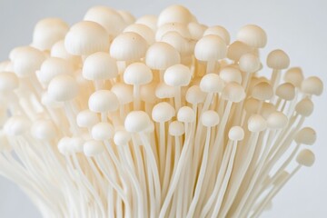 Poster - Close-up of various mushrooms growing together, suitable for use in nature-inspired designs or science illustrations