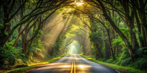 Poster - A Sun-Drenched Road Through A Canopy Of Lush Green Trees, With Rays Of Sunlight Illuminating The Path