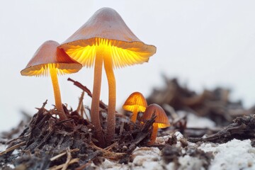Poster - Group of mushrooms sitting on top of a pile of dirt
