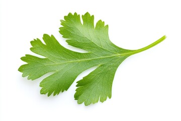 Poster - A single green leaf sits on a clean white surface