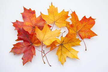 Poster - A collection of four leaves with different colors placed on a white background