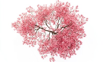 Poster - A beautiful tree with pink flowers on a white background