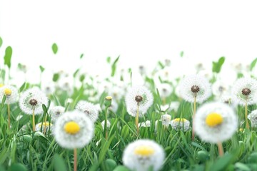 Poster - A field of white dandelions with yellow centers, great for backgrounds and nature scenes