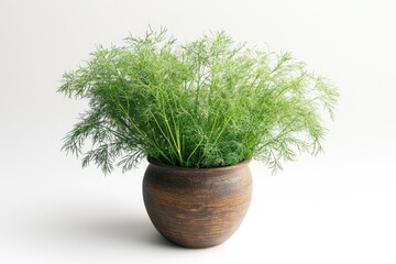Poster - A plant sits in a wooden vase on a white background, ready for decoration or display