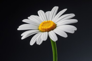 Poster - A close-up shot of a single white flower with a bright yellow center, ideal for use in designs related to simplicity, elegance, and nature