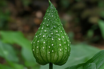 Canvas Print - Arisaema Triphyllum