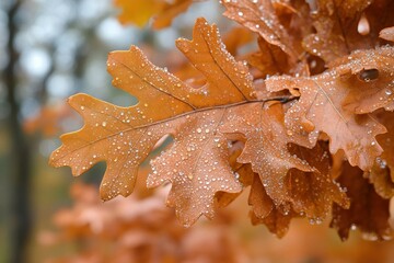 Wall Mural - Autumn leaves glisten with raindrops in the forest