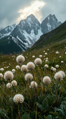 Wall Mural - Mountain landscape with dew-covered flowers in spring