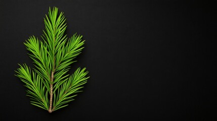 Wall Mural - Evergreen Sprig on Black: A vibrant, green sprig of an evergreen tree, possibly fir or pine, is dramatically presented against a stark black background.  The image offers a minimalist.