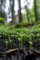 Poster - Fresh green plant sprouts growing in fertile soil under a forest canopy, symbolizing new beginnings, growth, and environmental renewal in nature.