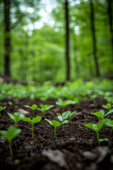 Poster - Close-up of fresh green sprouts growing in fertile soil in a forest, symbolizing nature's renewal and the beginning of new life in the wild environment.
