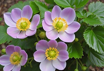 Wall Mural - Vibrant Grape Leaf Anemones Blossom in Autumn Garden