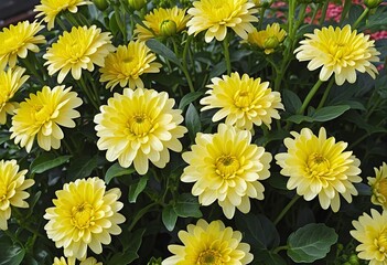 Wall Mural - Vibrant Yellow Chrysanthemums Blooming in an Autumn Garden