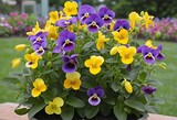 Vibrant Mix of Blooming Pansies: Small Yellow and Purple Flowers in a Colorful Container