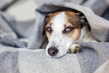 Wall Mural - Sad Dog under warm blanket