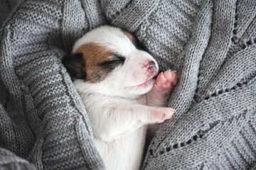 Wall Mural - Newborn Puppy is lying on white blanket