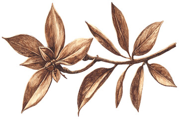 Star anise pod in a vintage botanical illustration, featuring warm brown tones, ideal for creating cozy holiday spice-inspired designs.