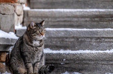 a fat cat sits outside in winter.