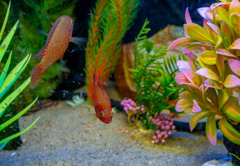 Colored fish in an aquarium among plants.