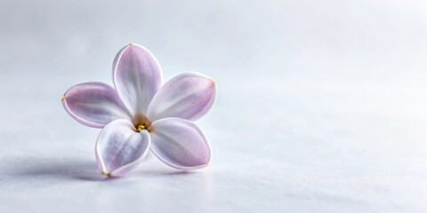 Aufkleber - A single delicate lilac blossom with soft pastel purple petals resting on a plain white surface