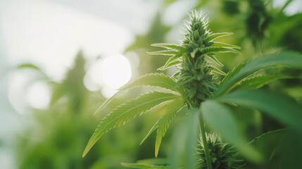 Wall Mural - close up shot of cannabis plants showcasing vibrant green leaves and buds, illuminated by soft sunlight, creating serene and natural atmosphere