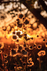 Wall Mural - A field of flowers with the sun setting in the background