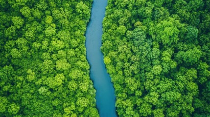 Poster - Breathtaking Aerial View of Meandering River Flowing Through Lush Rainforest Surrounded by Vibrant Greenery and Diverse Wildlife Ecosystem