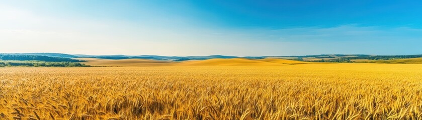 Aufkleber - Golden Wheat Field Under Bright Blue Sky with Fluffy White Clouds in a Peaceful Countryside Setting Evoking Tranquility and Natural Beauty All Around