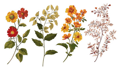 An exquisite collection of vintage botanical illustrations, showcasing colorful autumn flowers and twigs, bringing to life the essence of fall in intricate, nature-inspired designs.