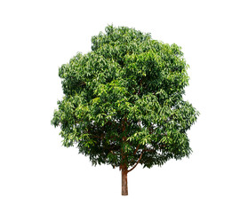 Wall Mural - green tree isolated on transparent background with clipping path, single tree with clipping path and