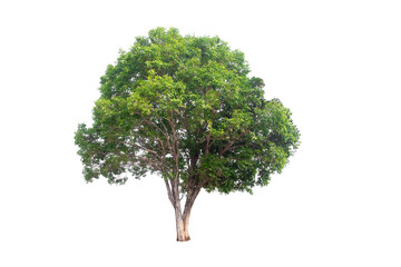 Wall Mural - green tree isolated on transparent background with clipping path, single tree with clipping path and