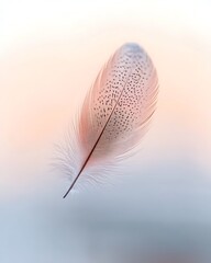 Canvas Print - Delicate feather floating gracefully against a soft pastel background