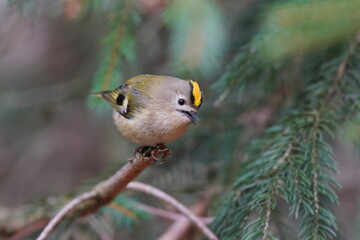 Wall Mural - A cute goldcrest sits on a spruce twig. Portrait of a cute goldcrest. Regulus regulus. 