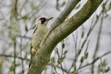 Wall Mural - Portrait of an beautiful male european green woodpecker. Picus viridis. Green woodpecker in the nature habitat
