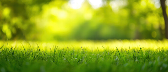 Wall Mural - Lush green grass in sunlit park, creating serene and peaceful atmosphere. vibrant colors and soft focus evoke sense of tranquility and connection to nature