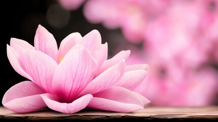 Wall Mural -  a pink lotus flower sitting atop a wooden table, with a blurred background