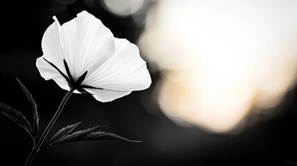 Wall Mural -  a white flower with its stem and leaves in the foreground, set against a black and white background with a blurry effect