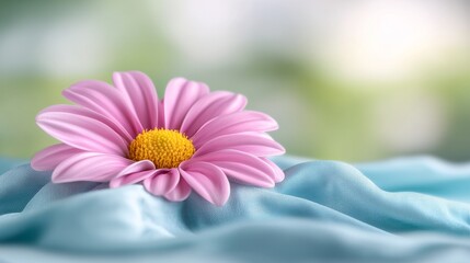 Wall Mural -  a pink daisy sitting atop a blue cloth, with a blurred background