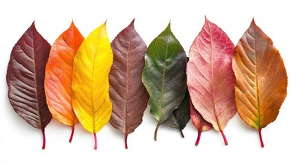 Aufkleber - Colorful autumn leaves arranged in a row on white background.