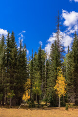 Wall Mural - a forest with a blue sky in the background